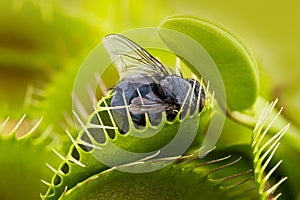 Venus flytrap - dionaea muscipula