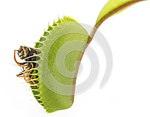 Venus flytrap - dionaea muscipula