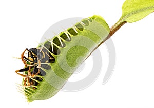 Venus flytrap - dionaea muscipula