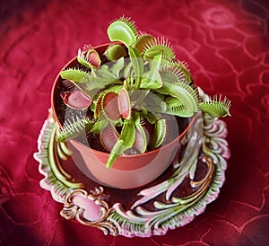 Venus flytrap Dionaea muscipula carnivorous houseplant