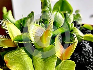 Venus flytrap Dionaea muscipula - carnivorous plant