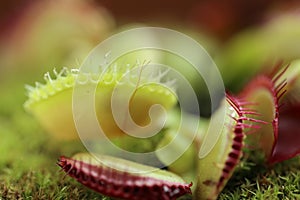 Venus flytrap Dionaea muscipula .Carnivorous plants.Indoor flowers. Venus flytrap leaves and flowers