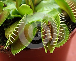 Venus flytrap Dionaea muscipula feeding on mealworm