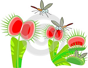 Venus flytrap or Dionaea muscipula and mosquitoes. Carnivorous plant