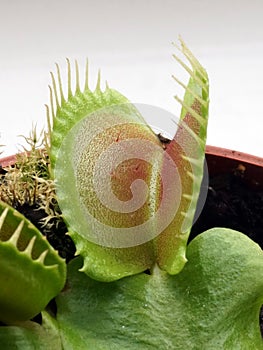 Venus flytrap Dionaea muscipula in a pot