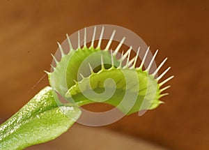 Venus flytrap Dionaea muscipula in a pot