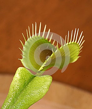 Venus flytrap Dionaea muscipula in a pot