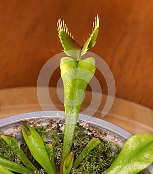 Venus flytrap Dionaea muscipula in a pot