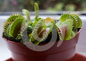 Venus flytrap Dionaea muscipula in a pot