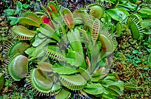 Venus flytrap Dionaea muscipula - predatory, insectivorous plant