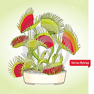 Venus Flytrap or Dionaea muscipula in the round flowerpot on the light green background. Illustrated series of carnivorous plants.