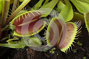 Venus flytrap, Dionaea muscipula, subtropical carnivorous plant