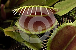 Venus flytrap, Dionaea muscipula, subtropical carnivorous plant