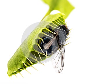 Venus flytrap - dionaea muscipula