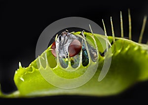 Venus flytrap - dionaea muscipula