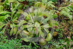 Venus flytrap Dionaea muscipula