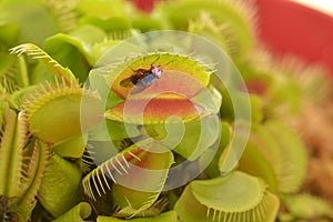 Venus flytrap eats a fly