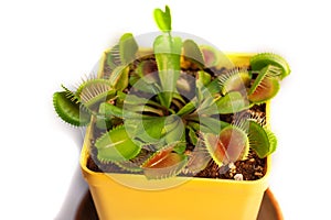 Venus flytrap. An exotic plant.  Live trap for insects. Insectivorous plant
