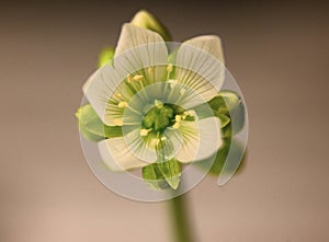 Venus flytrap flower