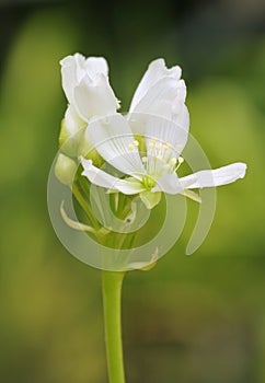 Venus Flytrap Flower
