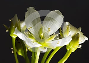 Venus Flytrap Flower