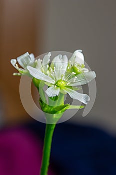 Venus flytrap flower in bloom