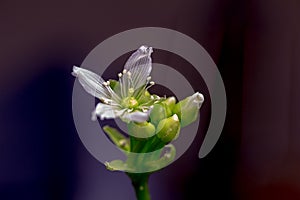Venus flytrap flower in bloom