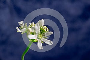 Venus flytrap flower in bloom