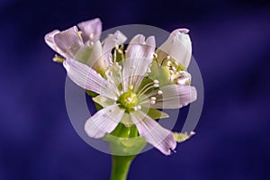Venus flytrap flower in bloom