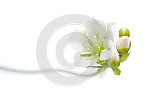 Venus Flytrap Flower with Buds on White Background