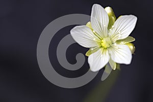 Small white flower of the Venus Flytrap plant