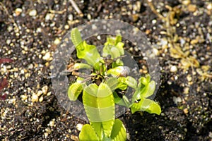 Venus flytrap in garden bed