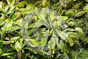 Venus flytrap, green jaws, plant predator, natural background