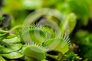 Venus flytrap green traps Dionaea muscipula close-up. Carnivorous plant predator Venus flytrap lures insects