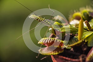 Venus Flytrap hunted cellar spider at early morning