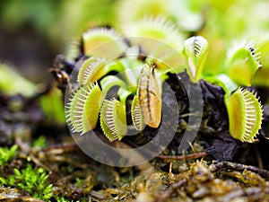 Venus flytrap ,Insectivorous plants ,Low Giant ,Dionaea muscipula ,needle-like-teeth