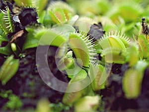 Venus flytrap ,Insectivorous plants ,Low Giant ,Dionaea muscipula ,needle-like-teeth
