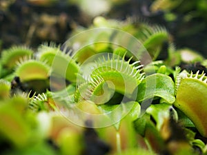 Venus flytrap ,Insectivorous plants ,Low Giant ,Dionaea muscipula ,needle-like-teeth