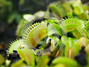 Venus flytrap ,Insectivorous plants ,Low Giant ,Dionaea muscipula ,needle-like-teeth