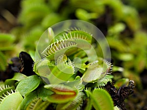 Venus flytrap ,Insectivorous plants ,Low Giant ,Dionaea muscipula ,needle-like-teeth