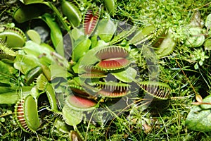 Venus flytrap lat.Dionaea muscipula - a species of predatory plants from the monotypic genus Dionea of the family Rosyankovye photo