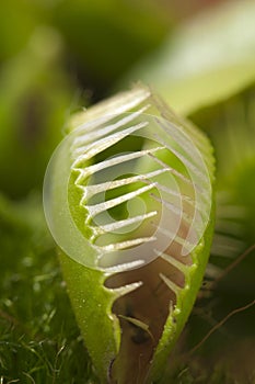 Venus flytrap macro
