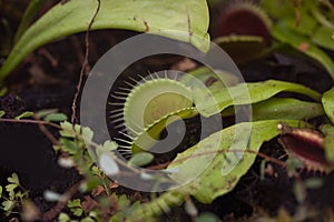 Venus flytrap - a meat eating or carnivorous plant