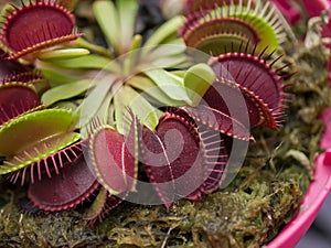 Venus Flytrap plant