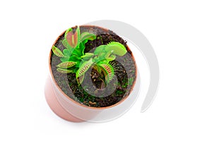 Venus flytrap plant