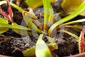 Venus flytrap plant,