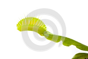 Venus flytrap plant, isolated on white