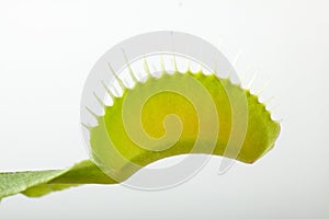 Venus flytrap plant, isolated on white