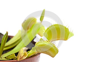 Venus flytrap plant
