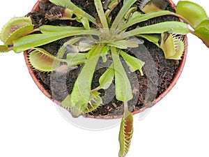 Venus flytrap plant isolated on white. Carnivorous plant